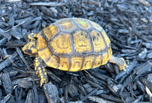 Load image into Gallery viewer, 5” Yellow-Foot Tortoise (2)