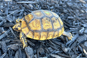 5” Yellow-Foot Tortoise (2)