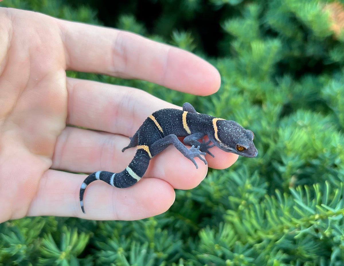 Adult Chinese Cave Gecko (Male 2) – Scales and Tails of Ohio