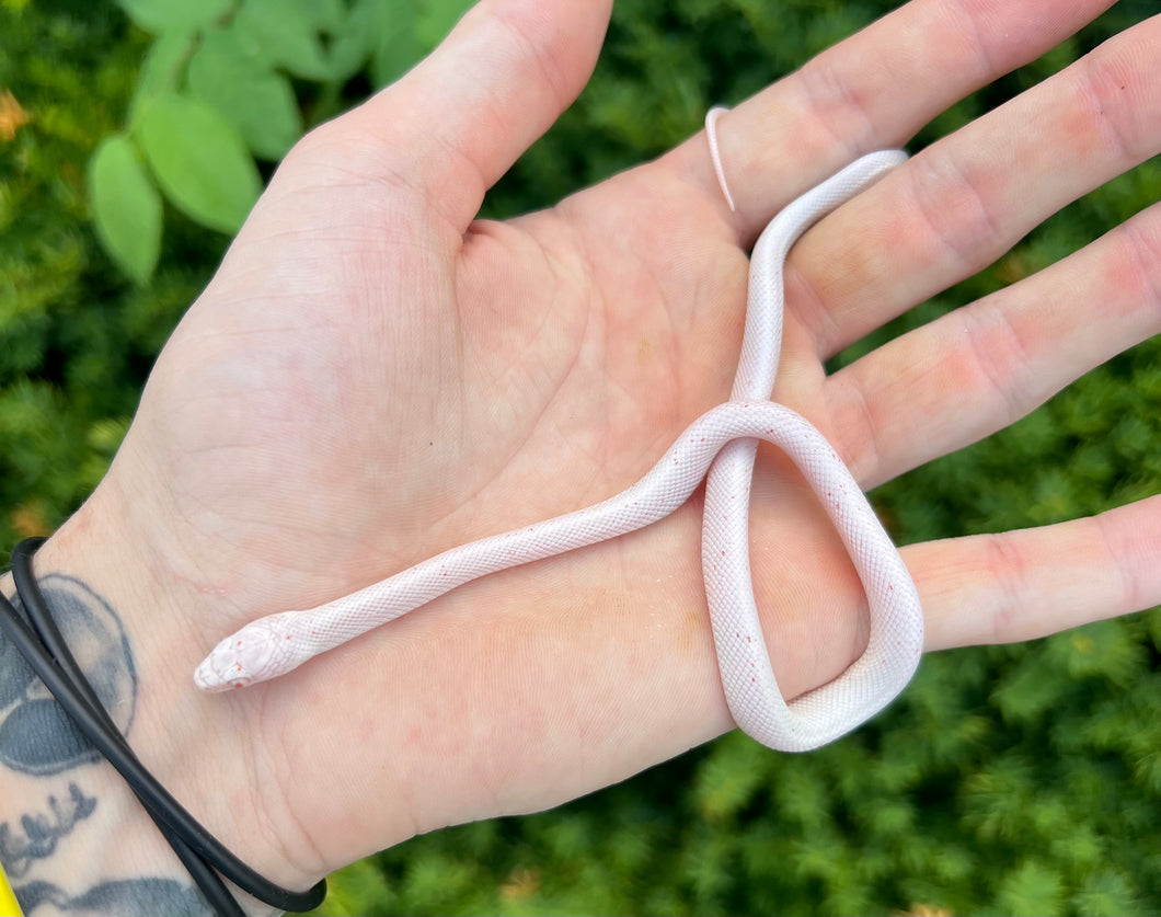 Baby Amelanistic Palmetto Corn Snake (Female)