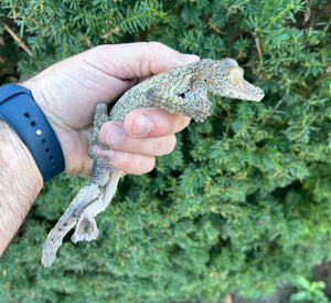 Adult Giant Leaf-tailed Gecko (Male 2)