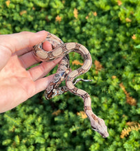 Load image into Gallery viewer, Baby Columbian Red-Tailed Boa Constrictor