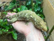 Load image into Gallery viewer, Grand Terre Leachianus Gecko (Female)