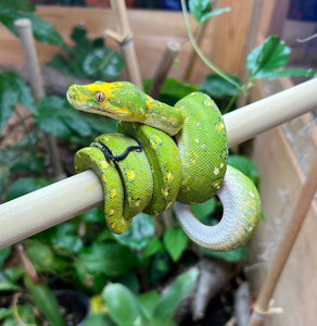 Sub-Adult Biak Green Tree Python (Female)