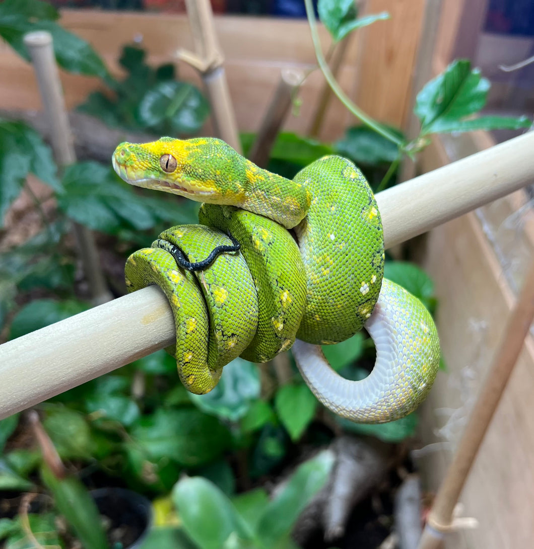 Sub-Adult Biak Green Tree Python (Female)