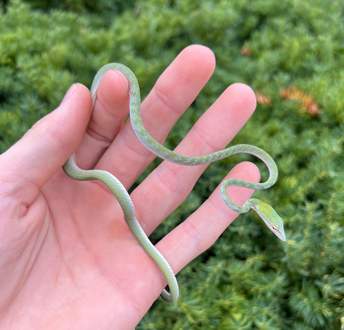 Baby Asian Vine Snake (Male)