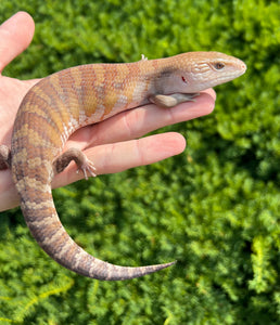 Baby Northern Blue Tongue Skink (2)