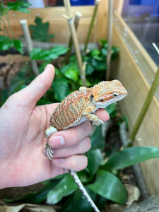 Juvenile Bearded Dragon (1)