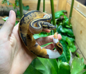 Baby Leopard Pied Ball Python (Female 2)