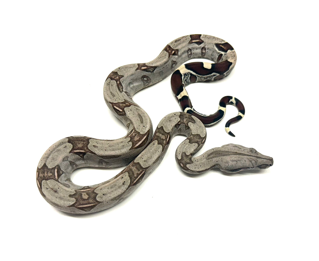 Baby Guyana Boa (Female 5)