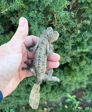 Load image into Gallery viewer, Adult Giant Leaf-tailed Gecko (Male 2)