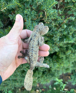 Adult Giant Leaf-tailed Gecko (Male 2)