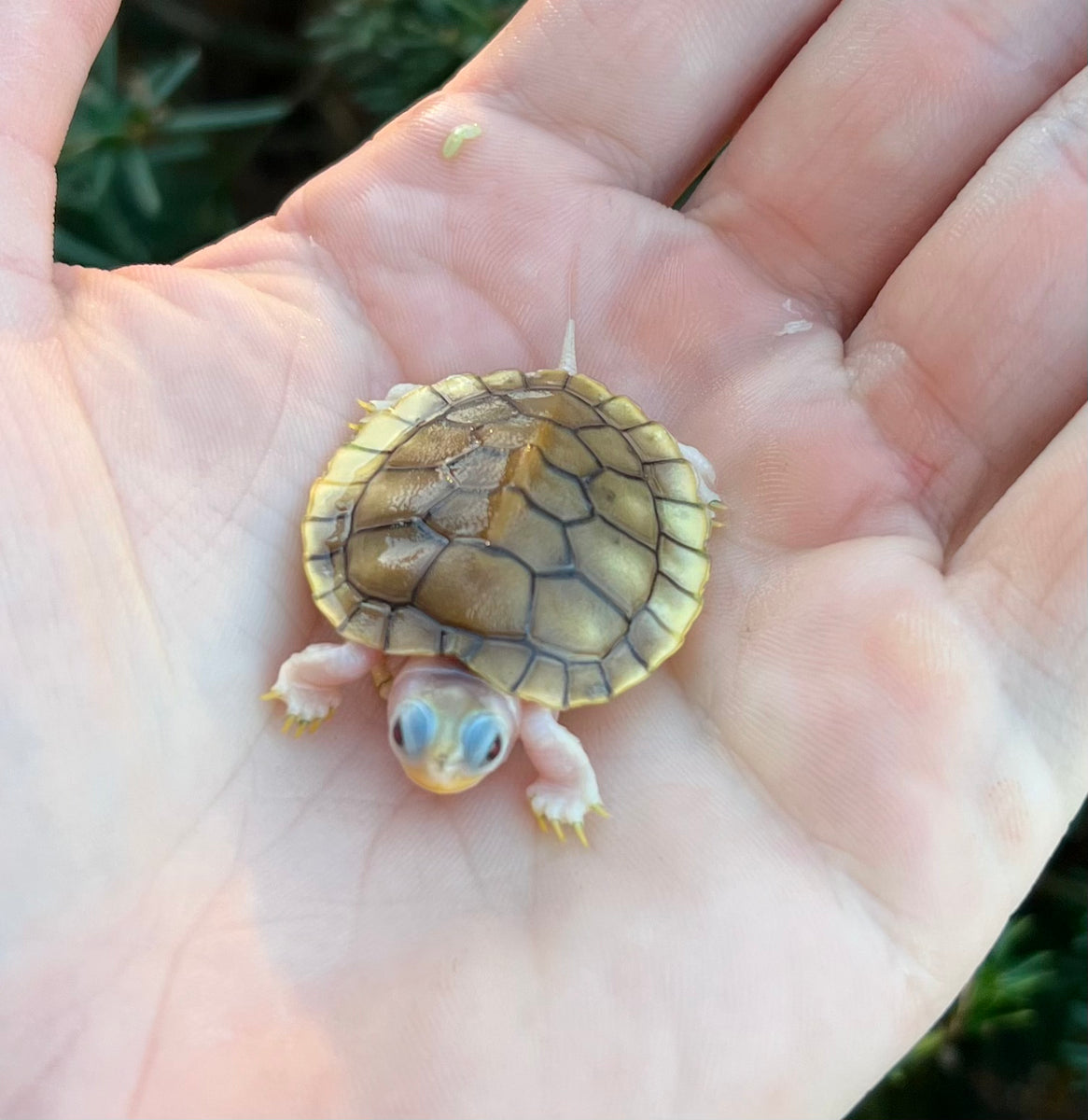 Baby Caramel Albino Red-Eared Slider – Scales and Tails of Ohio