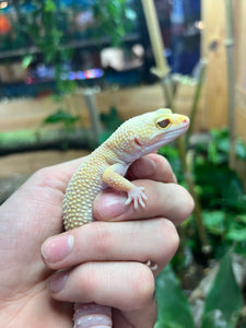 Adult Leopard Gecko (Female 1)