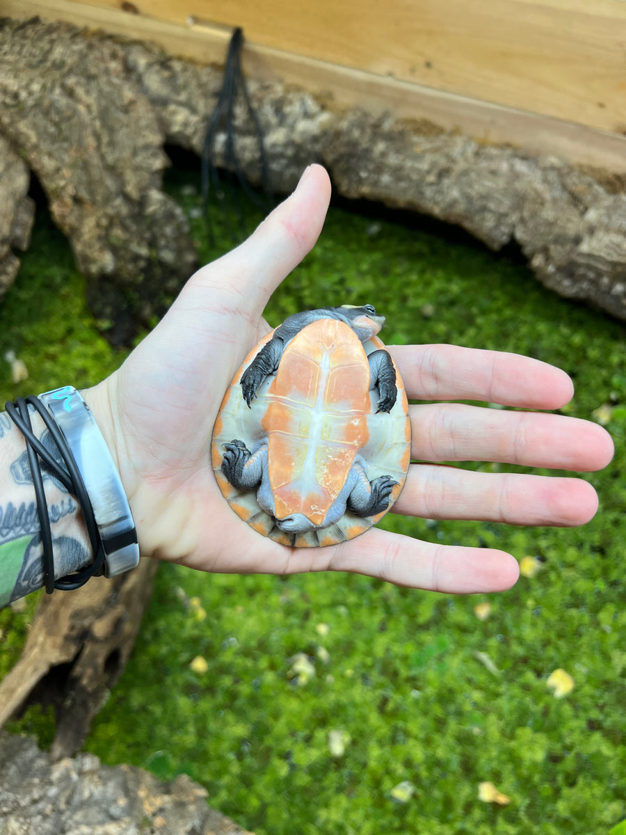 Baby Pink-Bellied Sideneck Turtle – Scales and Tails of Ohio