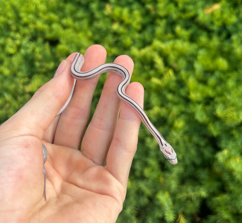 Baby Anery Striped Corn Snake