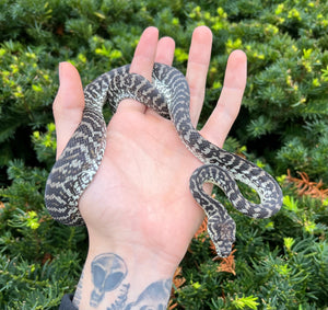 Juvenile Zebra het Albino Carpet Python (Male)