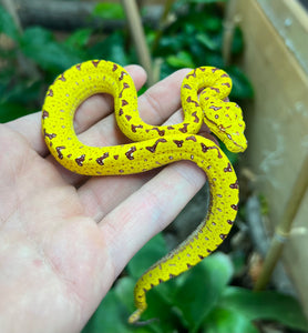 Baby Biak Green Tree Python (1)