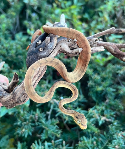 Baby Amazon Tree Boa (Male 11)