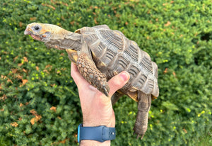 Sub-Adult Red Foot Tortoise (Male)