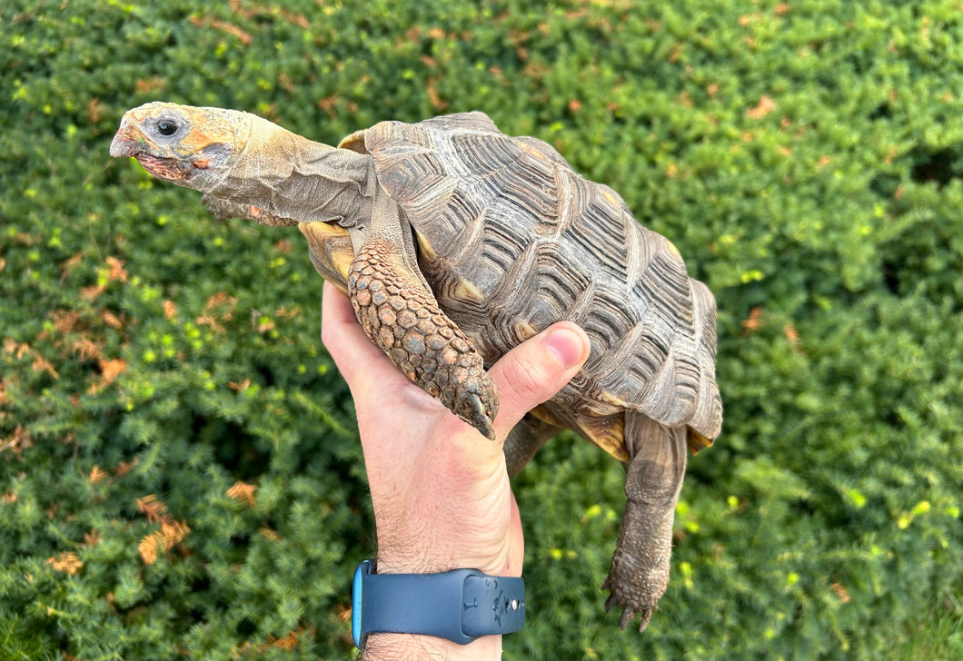 Sub-Adult Red Foot Tortoise (Male)