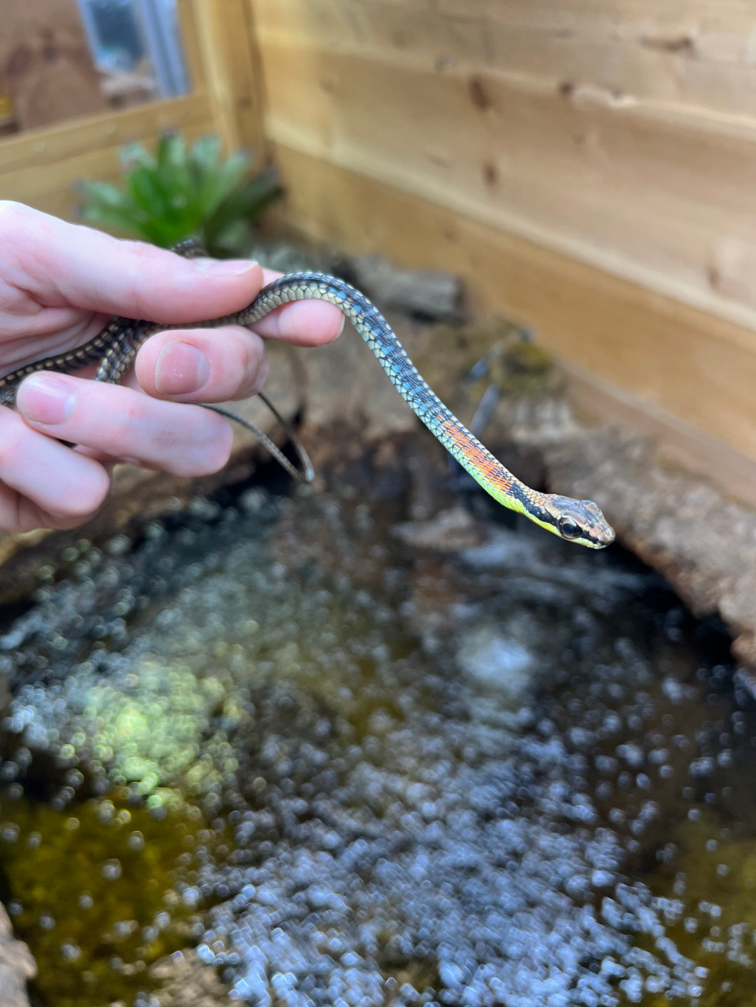 Juvenile Kopstein’s Bronzeback Snake (Male)