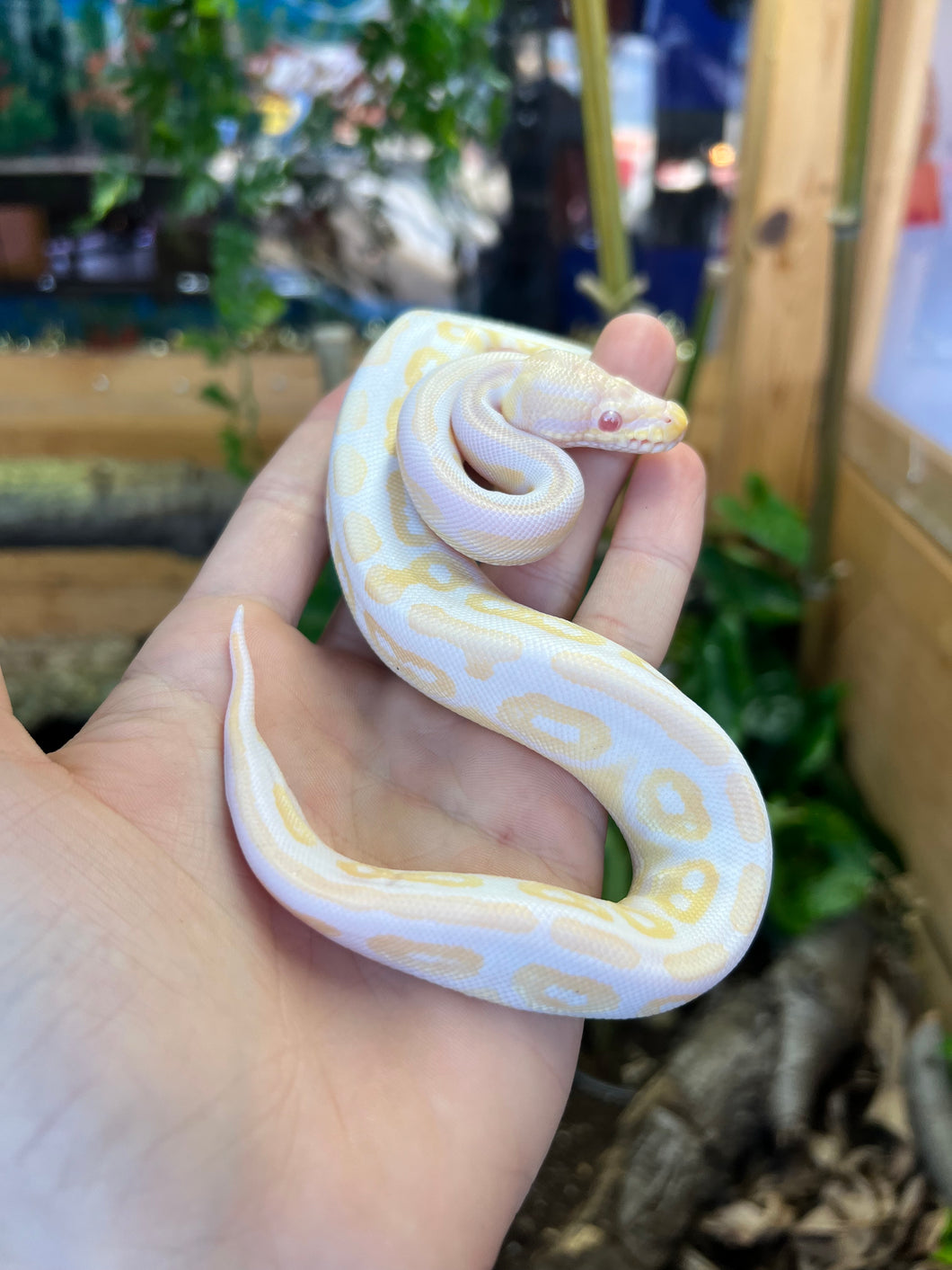 Baby Albino Cinnamon Ball Python (Female)