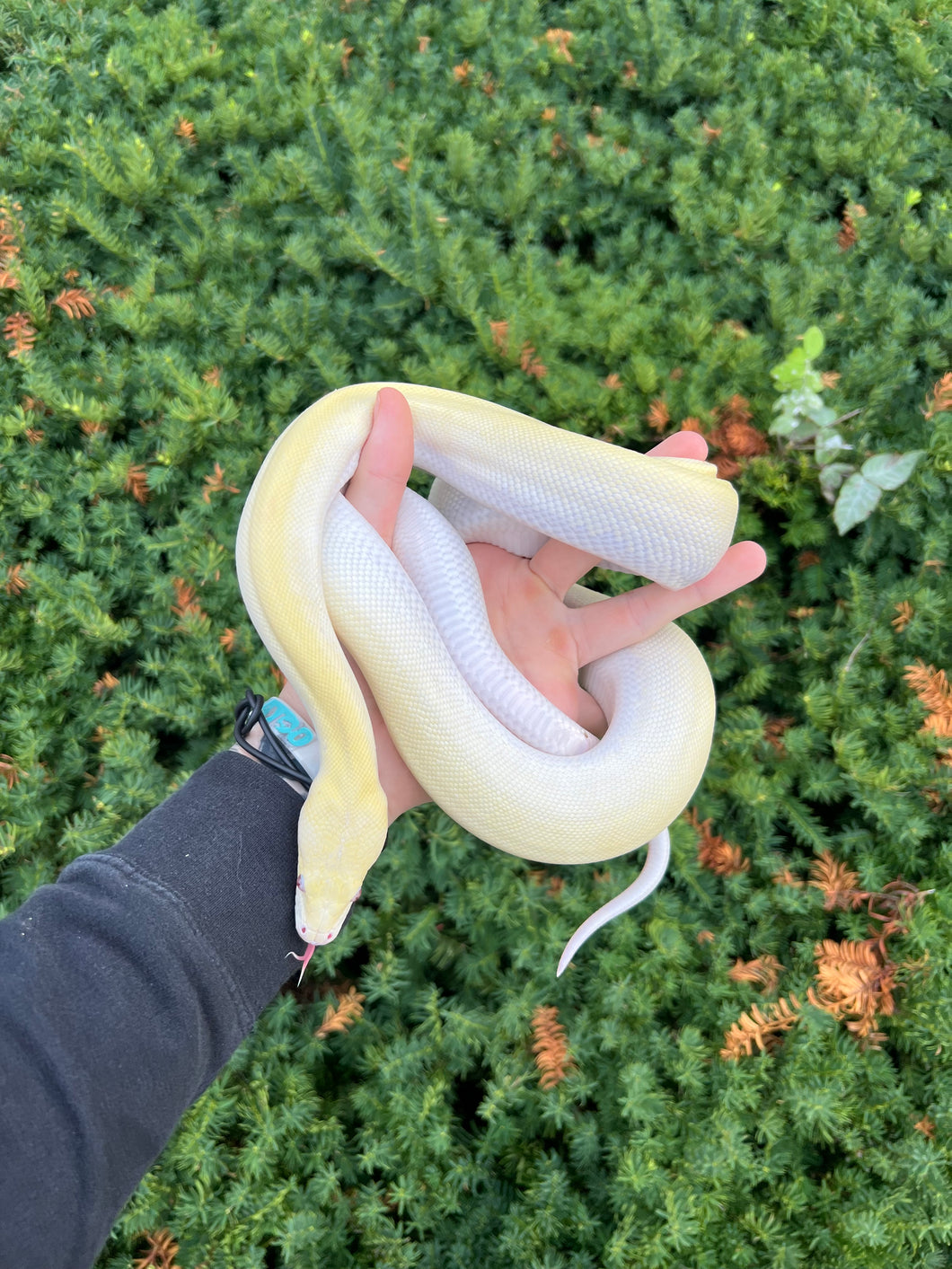 Juvenile Ivory Burmese Python (Female)