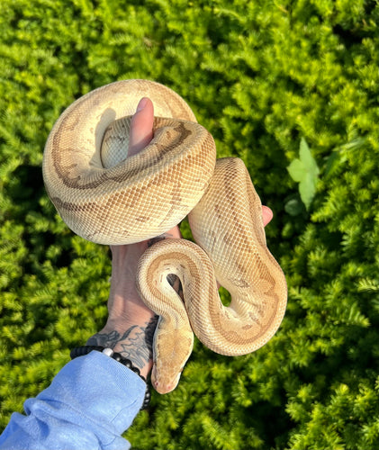 Adult Emperor Pinstripe Ball Python (Male)