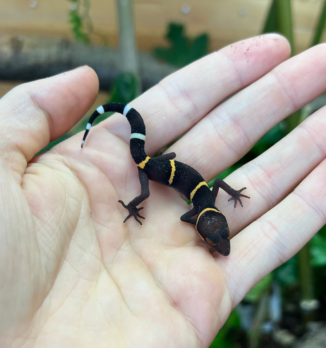 Adult Chinese Cave Gecko (Male 4)