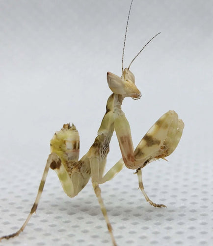 Jeweled Flower Mantis