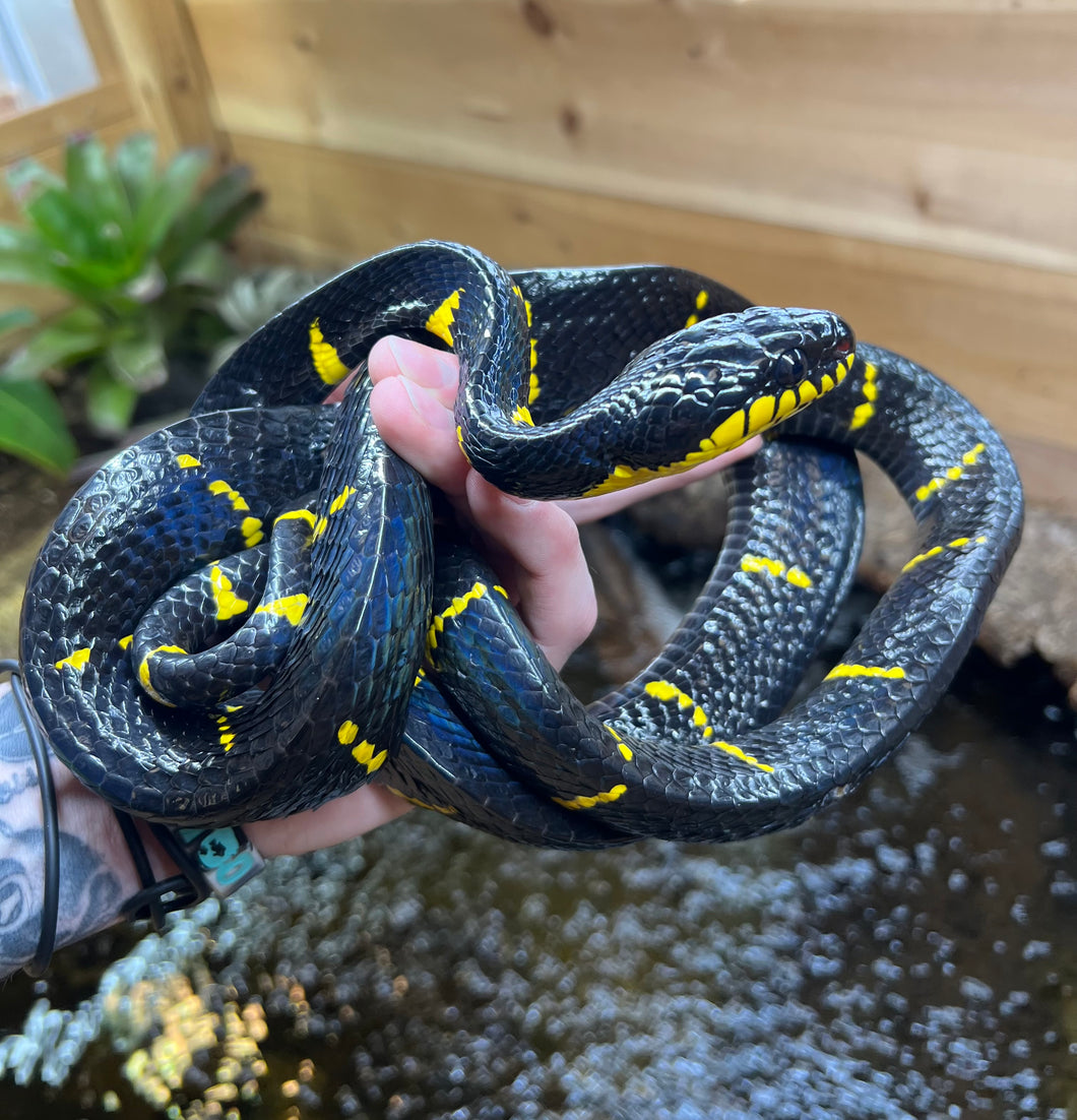 Adult Malaysian Mangrove Snake