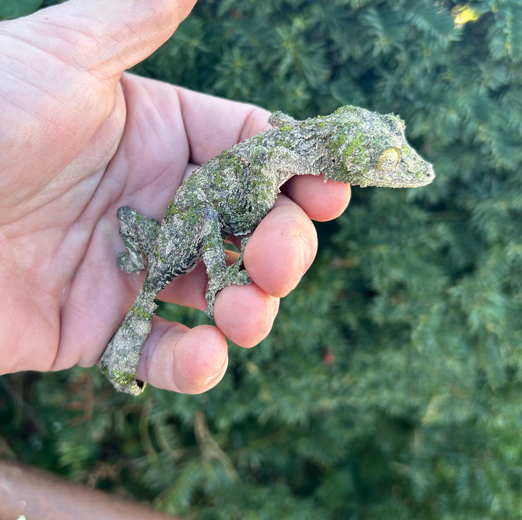 Adult Mossy Leaf-tailed Gecko (Female 1)