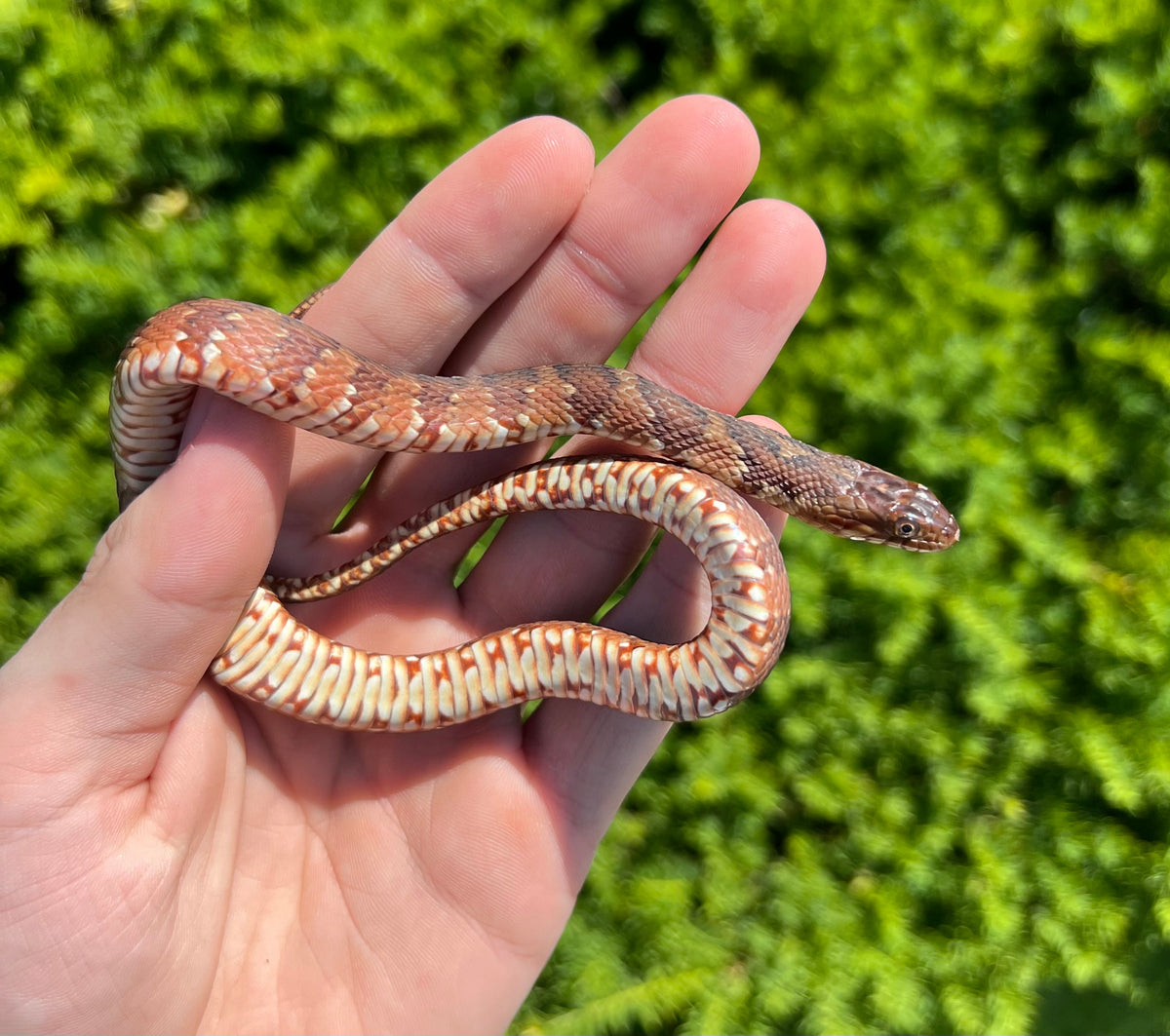 Baby ‘High-Red’ Banded Water Snake (Female) – Scales and Tails of Ohio