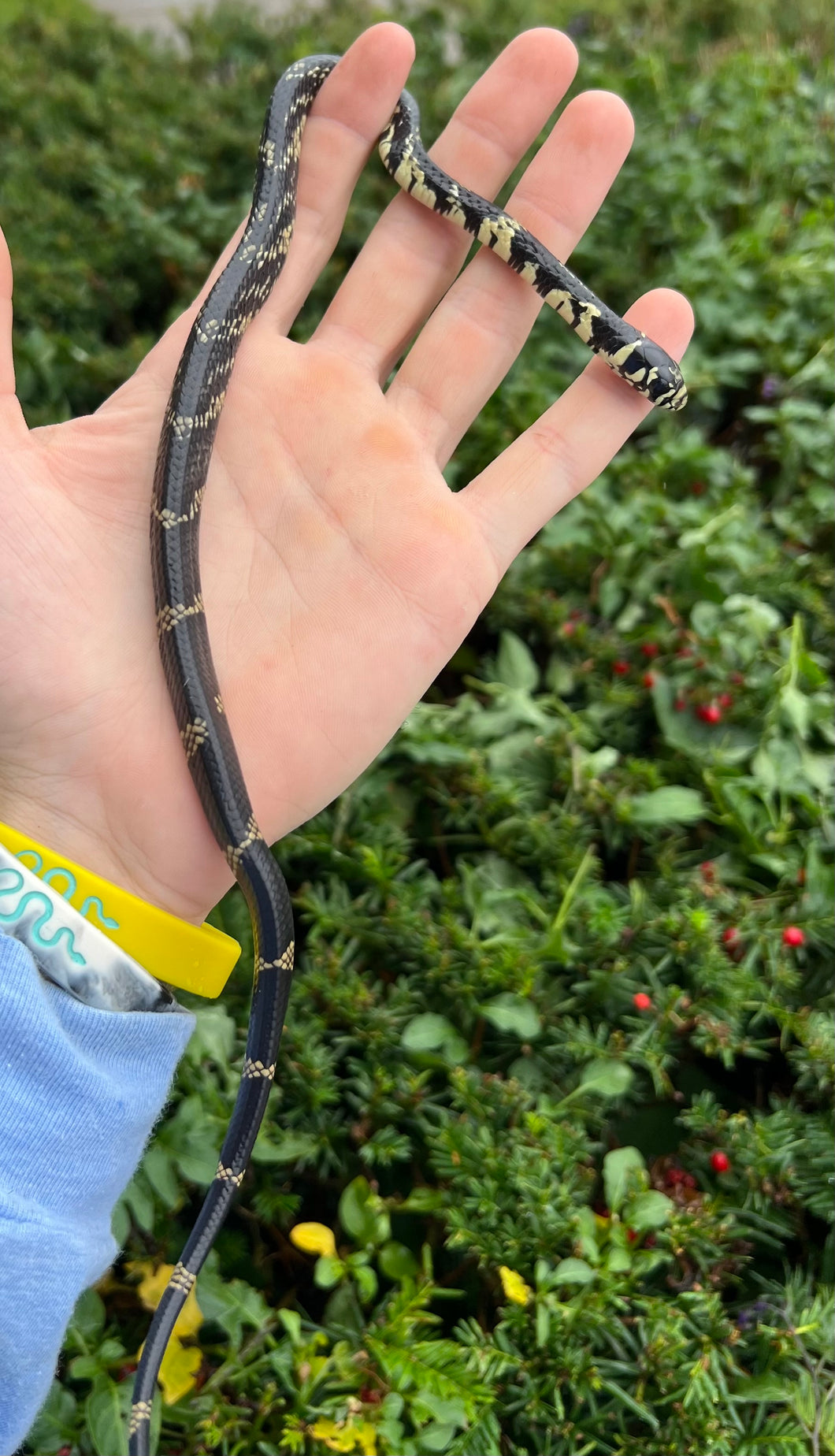 Baby Tiger Ratsnake (Male 3)