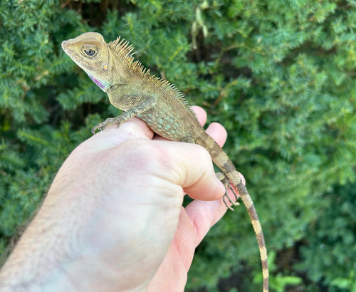 Bell’s Angle-Head Lizard