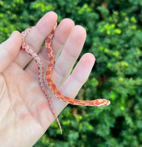 Baby Ultramel Corn Snake (Male)