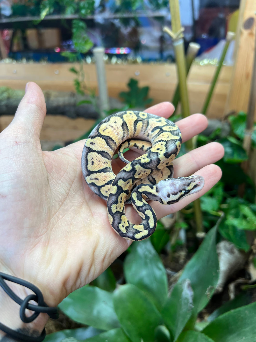 Baby Super Pastel Ball Python (Male)