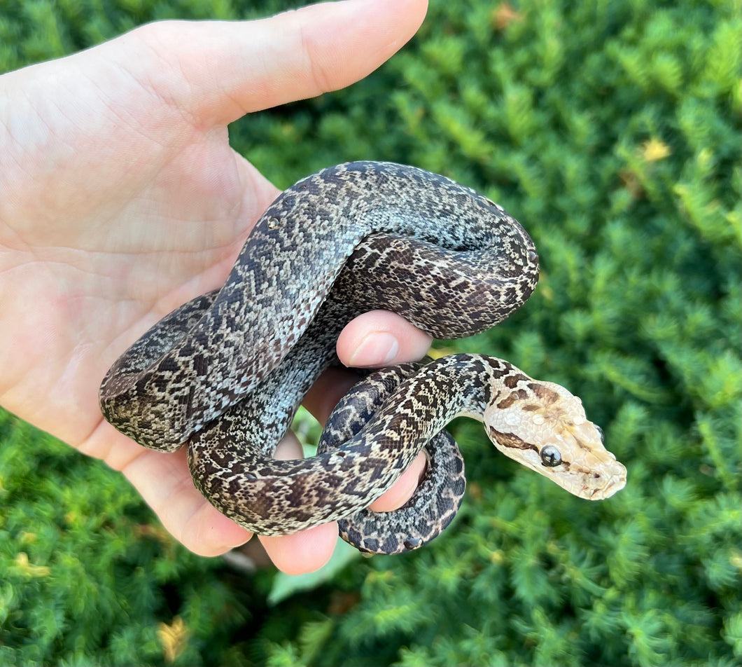 Baby ‘Dark Phase’ Granite Burmese Python 66% het Albino (Female)