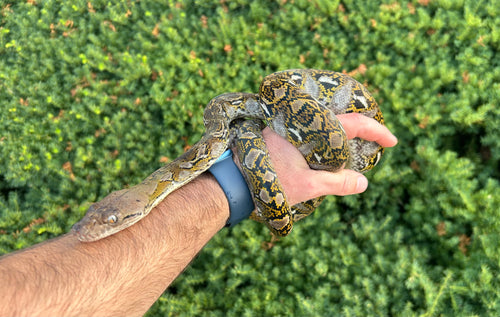 Juvenile Reticulated Python (Imperfect Male)