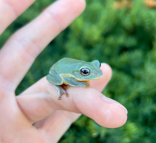 Denny’s Glyding Frog