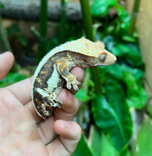 Load image into Gallery viewer, Adult Dark Based Tri-Color Lilly Crested Gecko (Male)