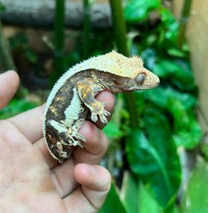 Adult Dark Based Tri-Color Lilly Crested Gecko (Male)