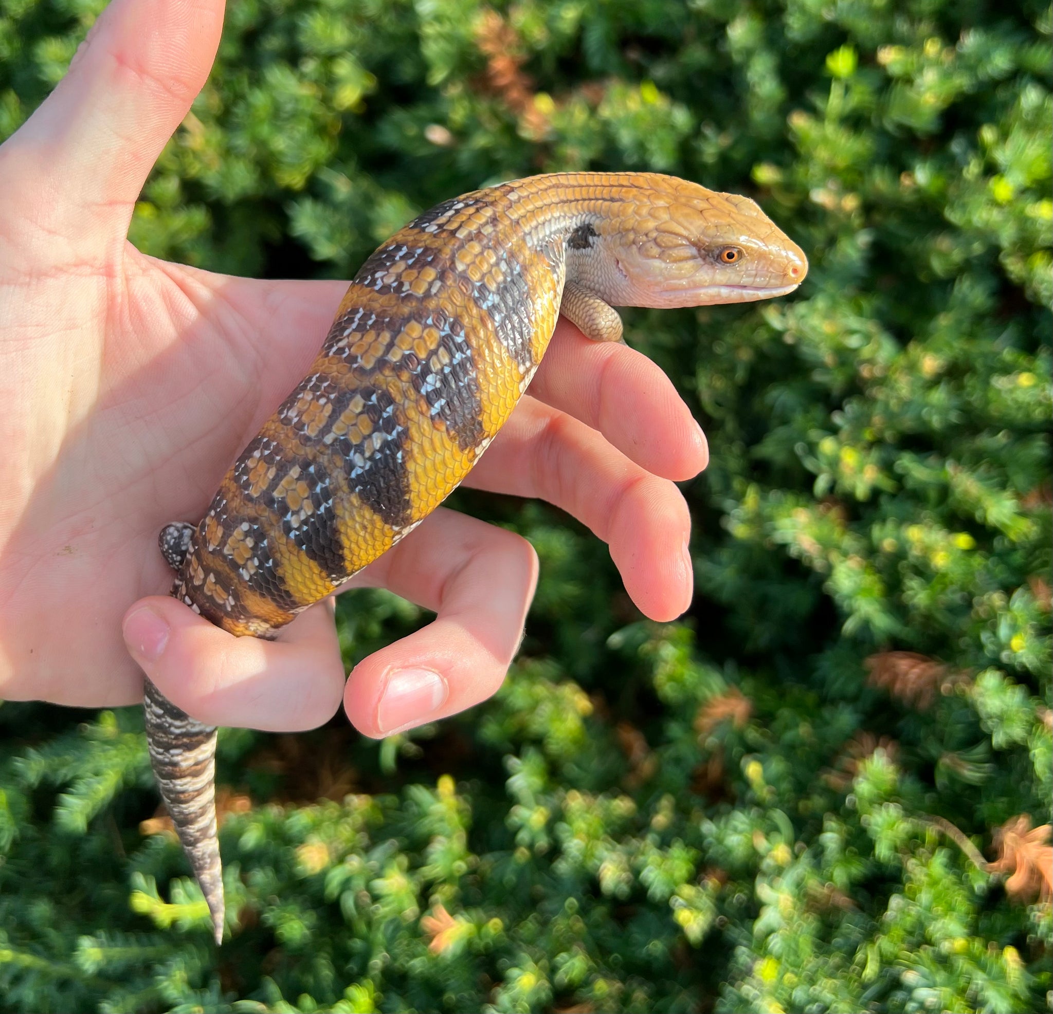 baby-sunrise-northern-blue-tongue-skink-1-scales-and-tails-of-ohio