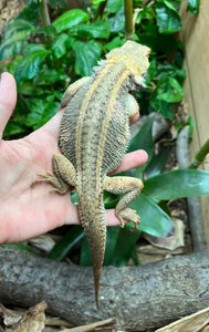 Adult Paradox Bearded Dragon (Male 2)