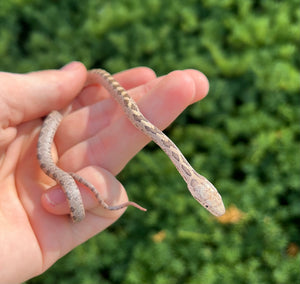 Baby Yellow Ratsnake