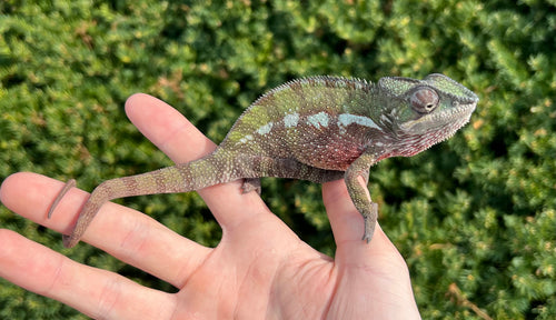 Adult Ambilobe Panther Chameleon (Male 3)