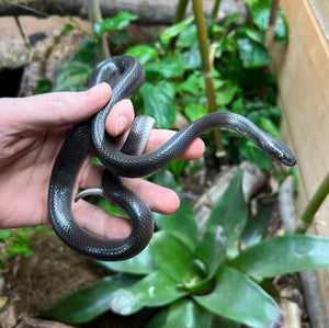 Adult Black House Snake