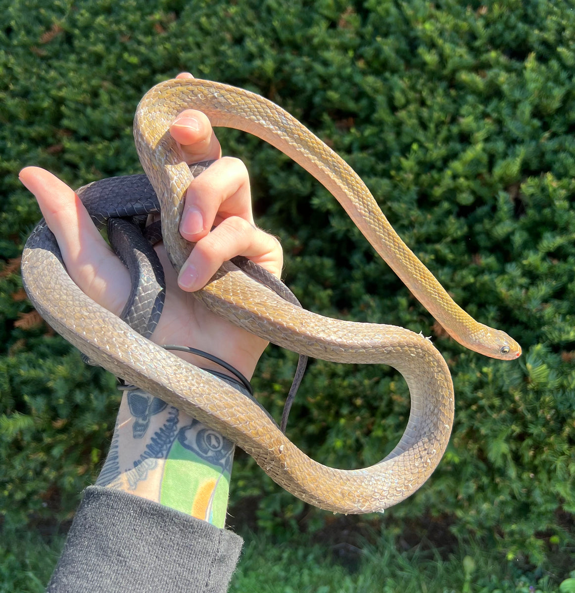 Adult Black Copper Ratsnake (Male) – Scales and Tails of Ohio