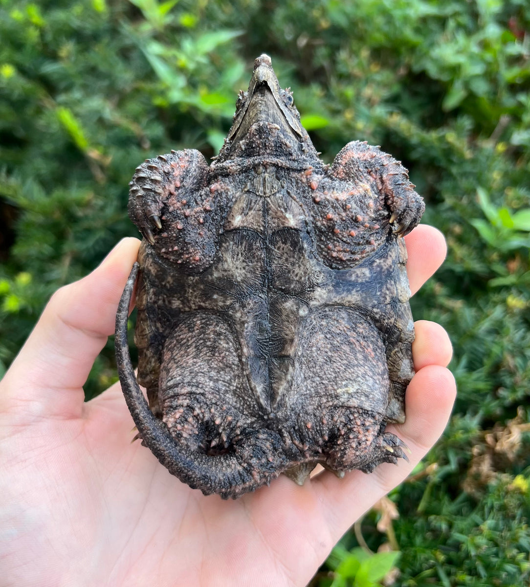 Small Alligator Snapping Turtle – Scales and Tails of Ohio